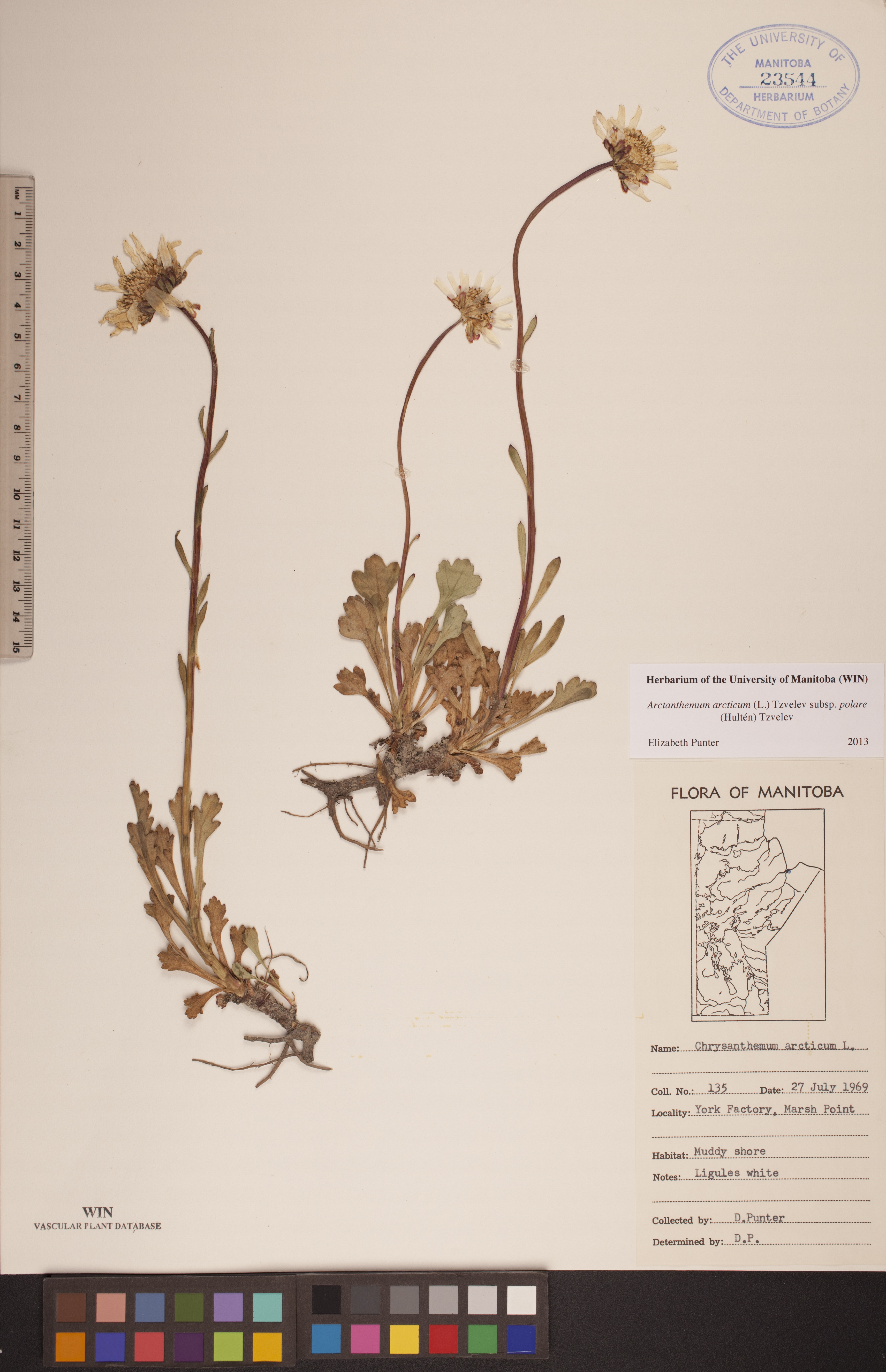 Chrysanthemum arcticum subsp. arcticum image